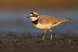 Image. Little Ringed Plover