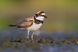 Image. Little Ringed Plover