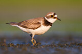 Image. Little Ringed Plover