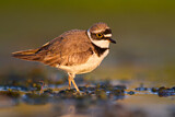 Image. Little Ringed Plover