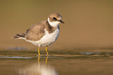 Image. Little Ringed Plover