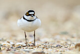 Image. Little Ringed Plover