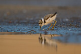 Image. Little Ringed Plover