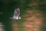 Image. Little Ringed Plover
