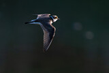 Image. Little Ringed Plover