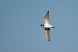 Image. Little Ringed Plover