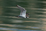Image. Little Ringed Plover