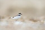 Image. Little Ringed Plover