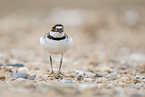 Image. Little Ringed Plover