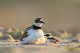 Image. Little Ringed Plover
