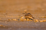 Image. Little Ringed Plover