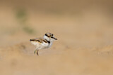 Image. Little Ringed Plover