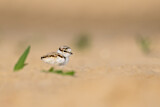 Image. Little Ringed Plover