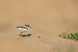 Image. Little Ringed Plover