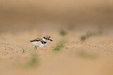 Image. Little Ringed Plover
