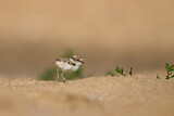 Image. Little Ringed Plover