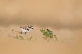 Image. Little Ringed Plover