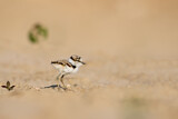 Image. Little Ringed Plover