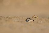 Image. Little Ringed Plover