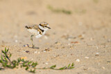Image. Little Ringed Plover