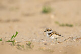 Image. Little Ringed Plover