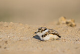 Image. Little Ringed Plover