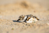 Image. Little Ringed Plover