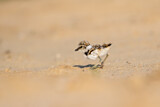 Image. Little Ringed Plover