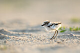 Image. Little Ringed Plover