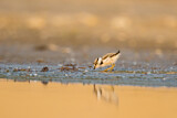 Image. Little Ringed Plover