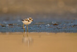 Image. Little Ringed Plover