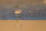 Image. Little Ringed Plover