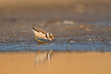 Image. Little Ringed Plover