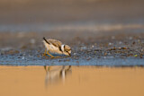 Image. Little Ringed Plover