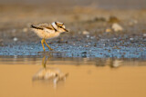Image. Little Ringed Plover