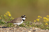 Image. Little Ringed Plover