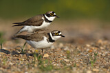 Image. Little Ringed Plover