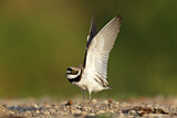 Image. Little Ringed Plover
