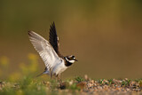 Image. Little Ringed Plover