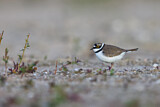 Image. Little Ringed Plover