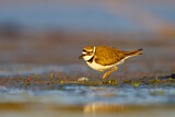 Image. Little Ringed Plover