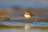 Image. Little Ringed Plover