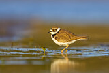 Image. Little Ringed Plover