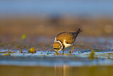 Image. Little Ringed Plover