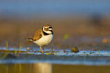 Image. Little Ringed Plover