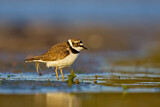 Image. Little Ringed Plover