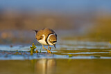 Image. Little Ringed Plover