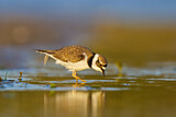Image. Little Ringed Plover