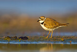 Image. Little Ringed Plover