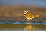 Image. Little Ringed Plover